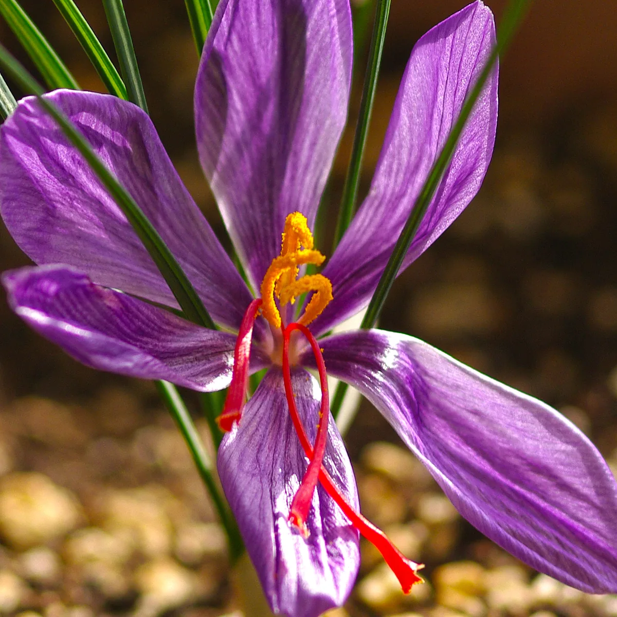 A saffron crocus flower in close detail with vivid red stigmas and soft violet petals.
