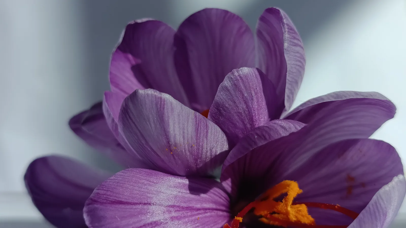 A saffron crocus flower in macro detail with red stigmas emerging from soft purple petals.
