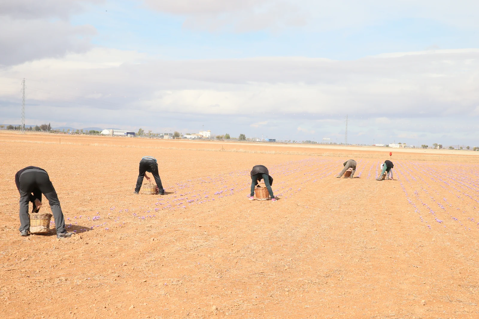 A wider view of saffron harvesting in open fields near Madridejos, Spain.