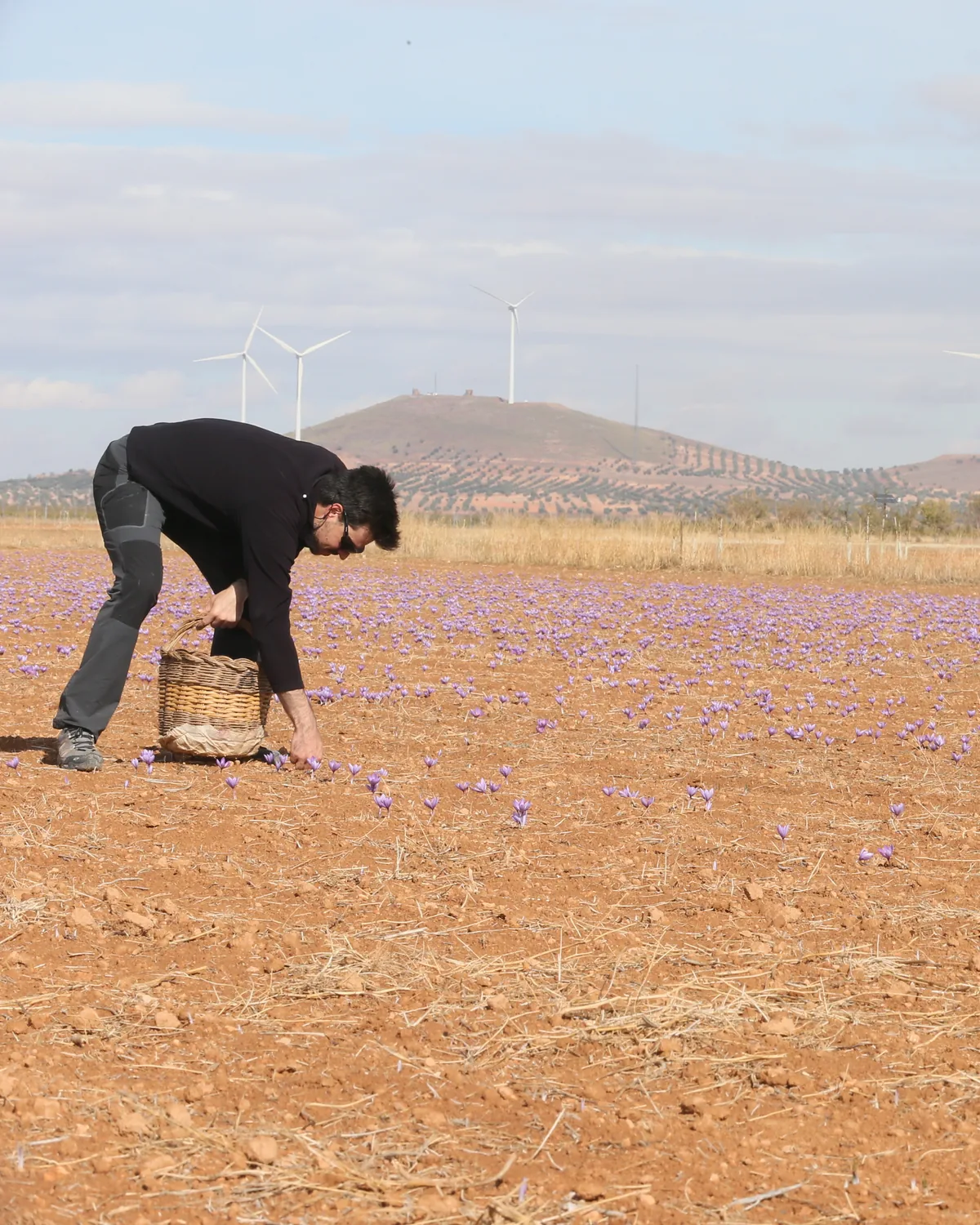 A saffron harvester kneeling among crocus rows in Madridejos, Castilla-La Mancha.